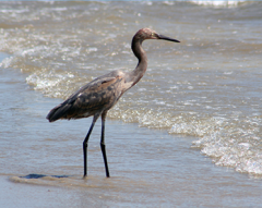 image of a wading bird on the shoreline of Galveston Bay